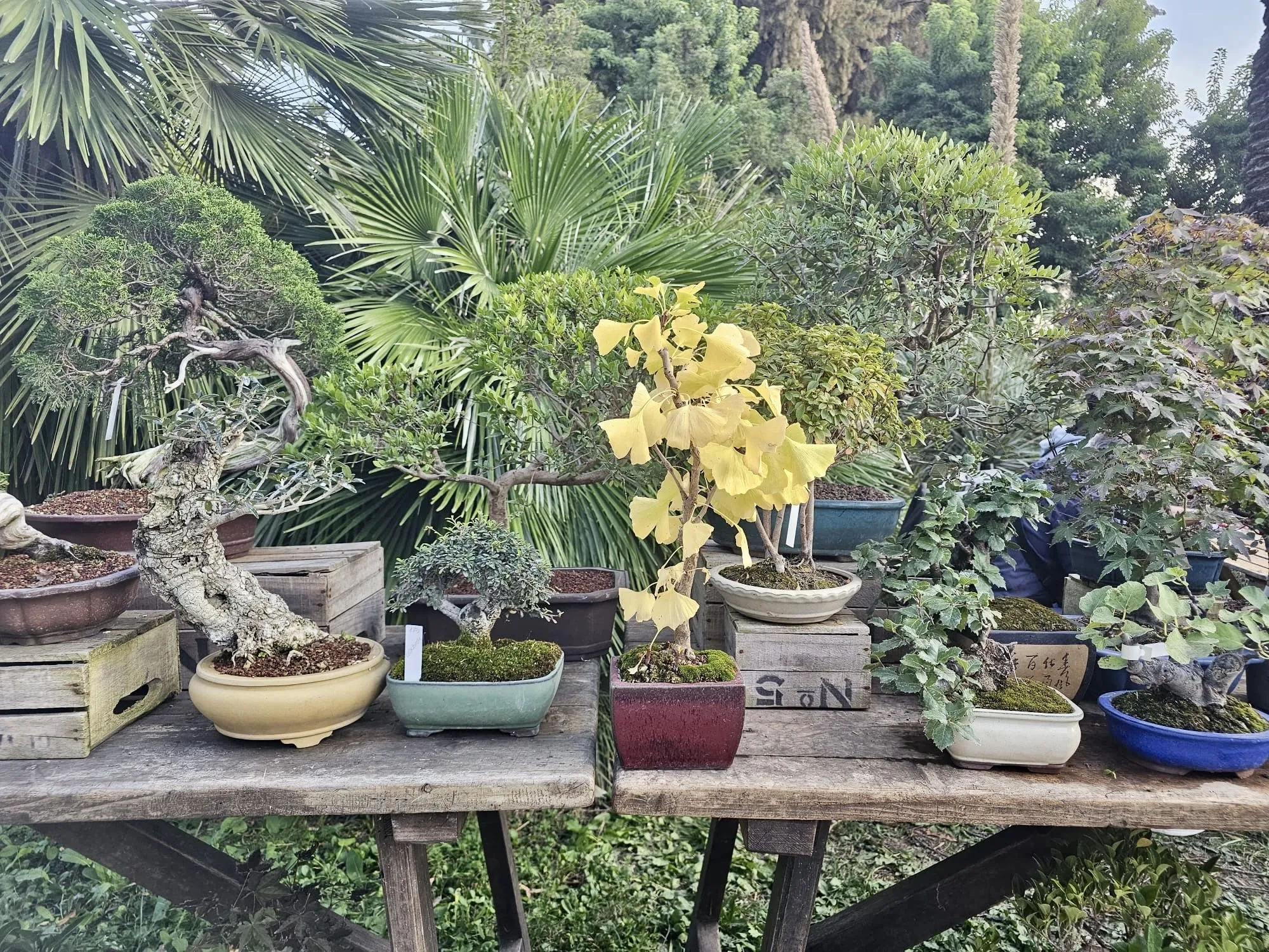 Roma Giardiniera banchetti esposizione bonsai sui banchetti