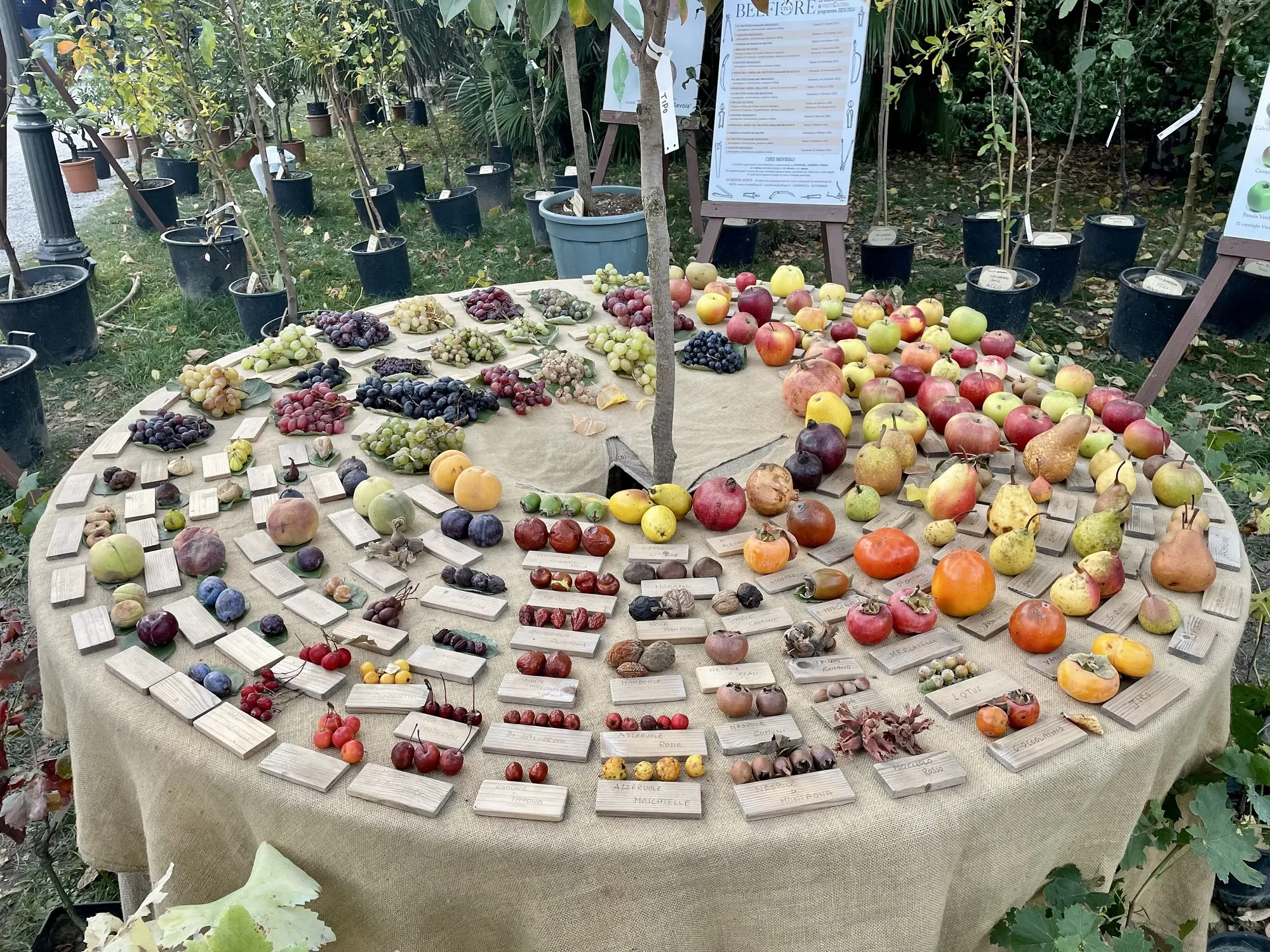 Roma Giardiniera frutta Varietà di frutta antica Orto Botanico Roma festival Roma Giardiniera