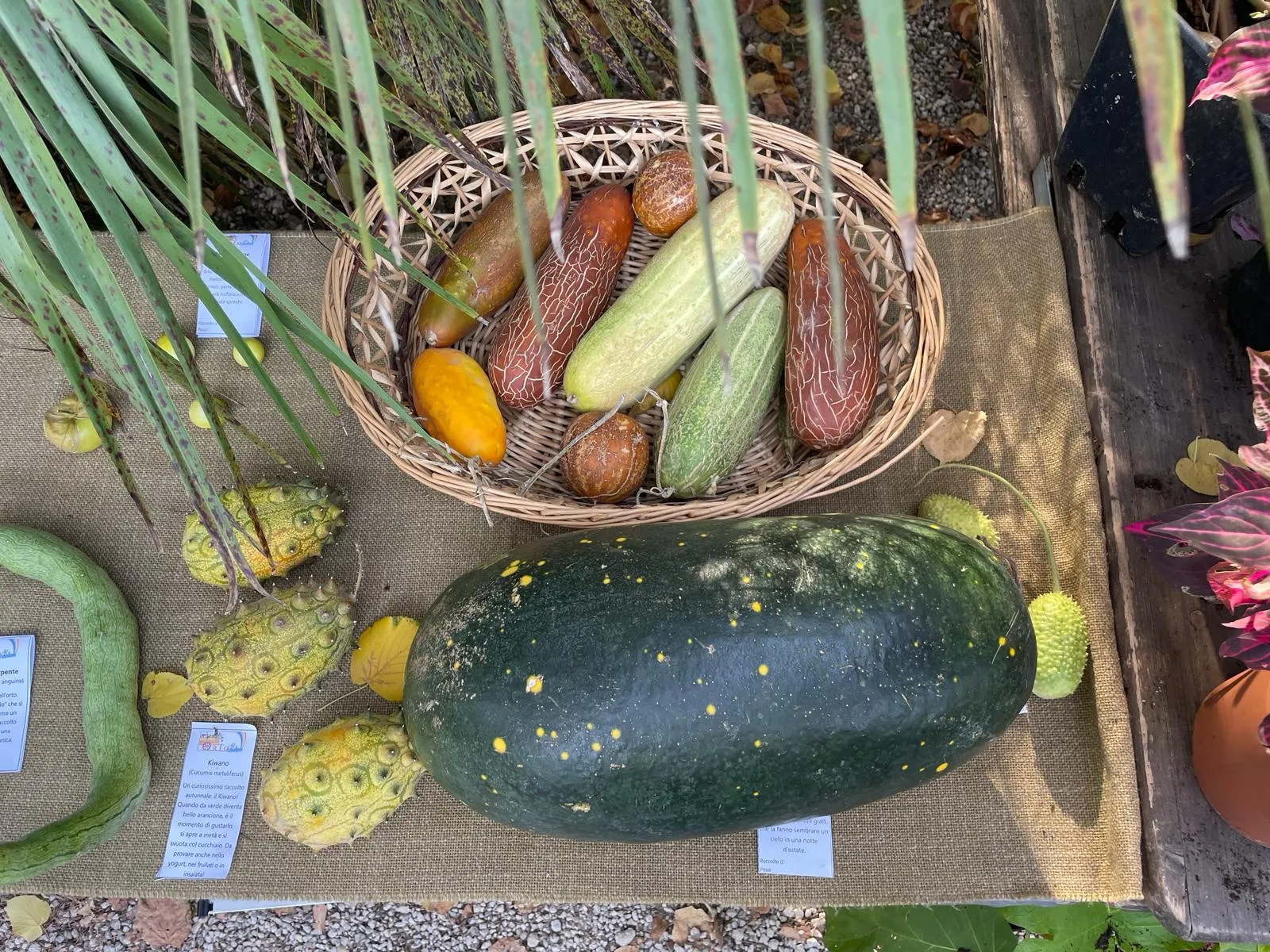 Varietà di ortaggi Orto Botanico Roma Roma Giardiniera