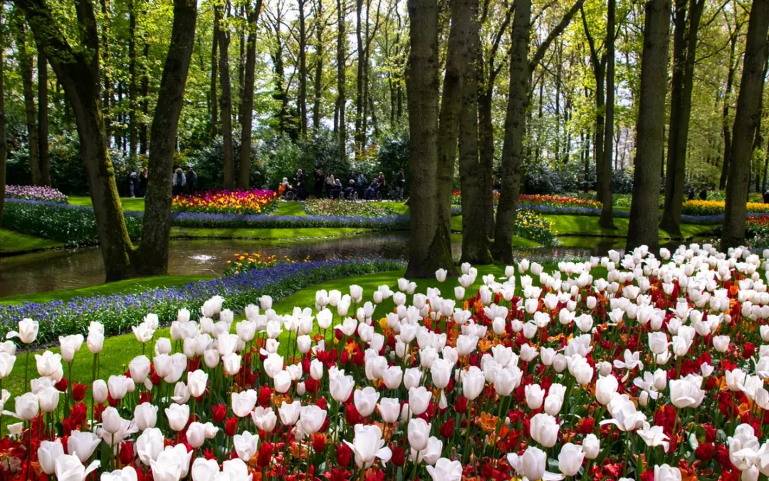 Tulipani gusto Ice Cream Banana