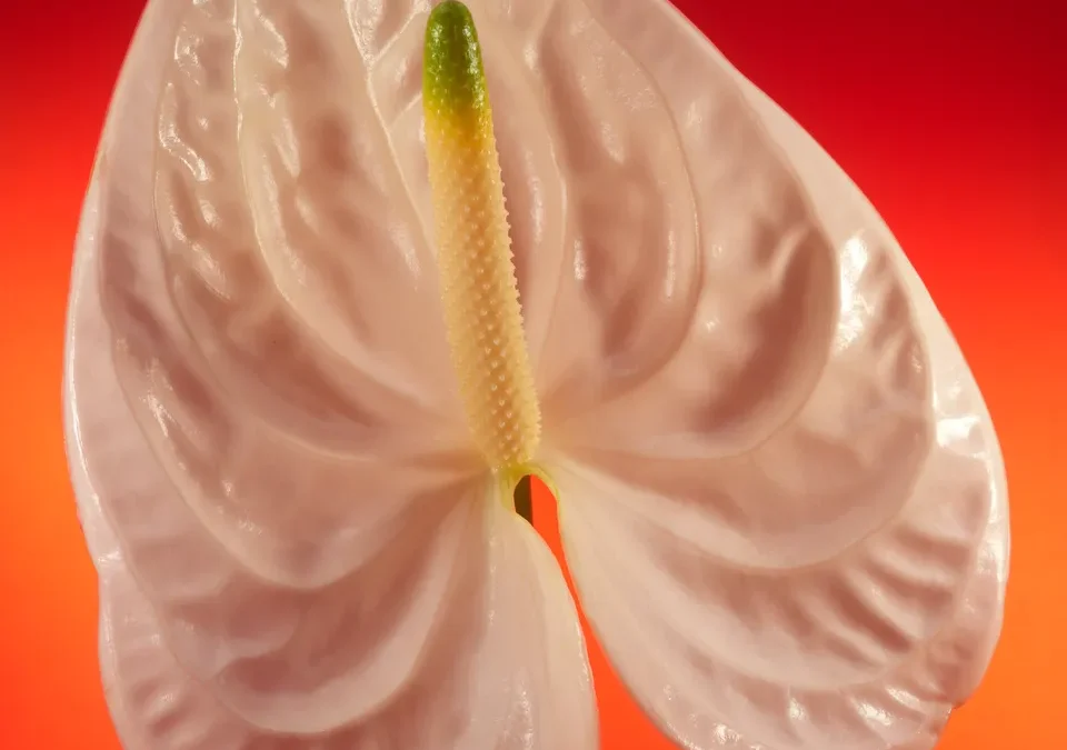 Lucido e sexy come un anthurium