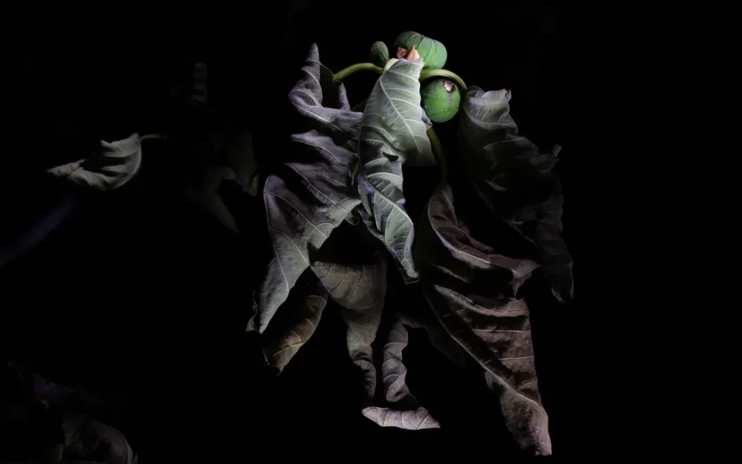 Il parassita alieno diventa arte