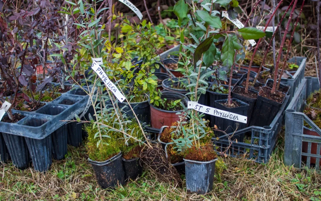 Nasce il Bosco Diffuso di Pianura