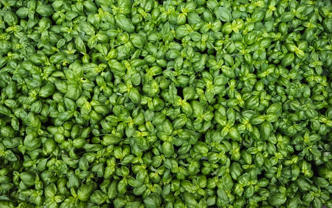 Se coltivo il basilico in terrazza mangio lo smog?