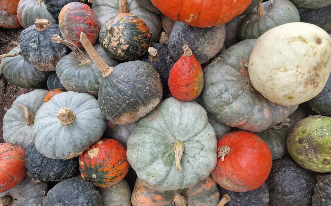 Nella Casa delle Zucche, tra varietà rare e nuovi riti