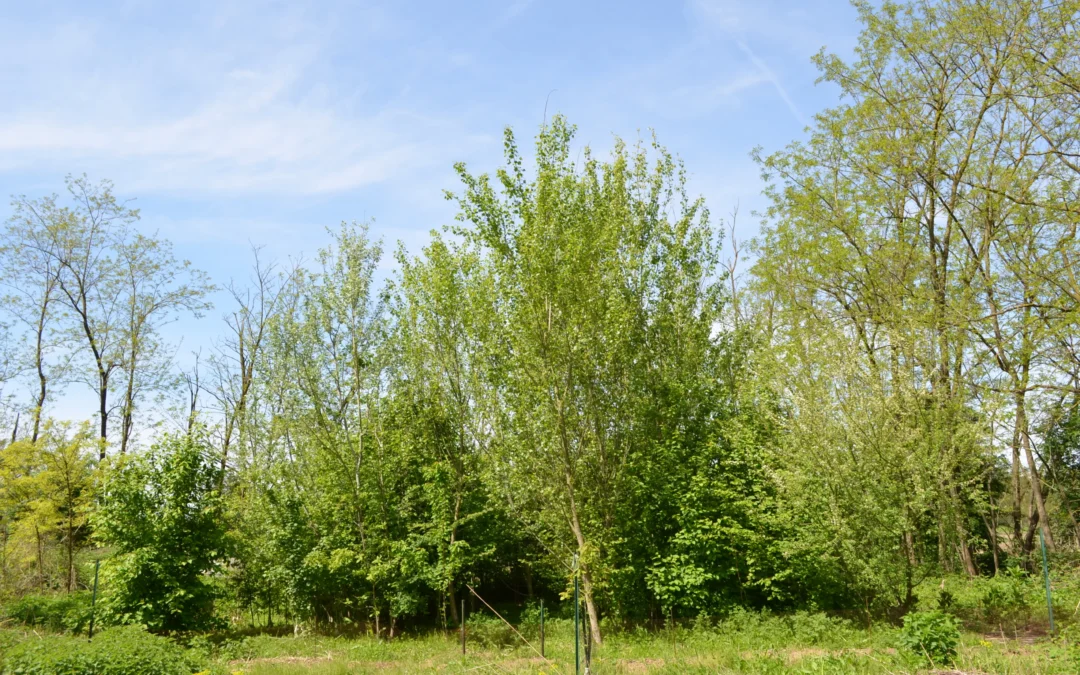 Nella prima mini foresta italiana