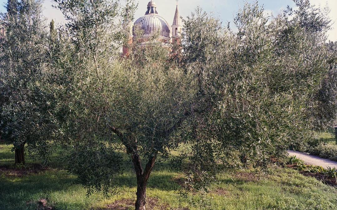 Dentro al vecchio nuovissimo Orto del Redentore