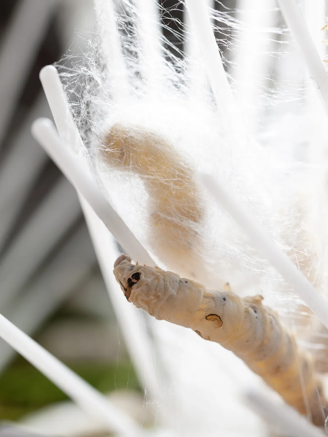 Baco da seta mentre fila il bozzolo