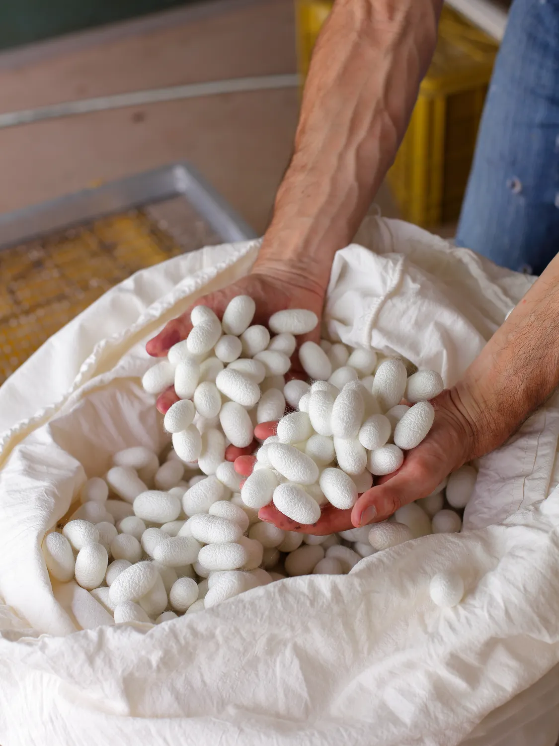 Bozzoli di baco da seta raccolti a mano