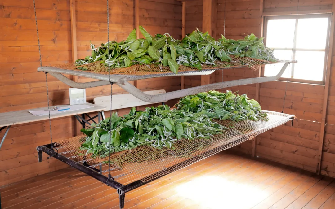 Gelseta, il ritorno della seta