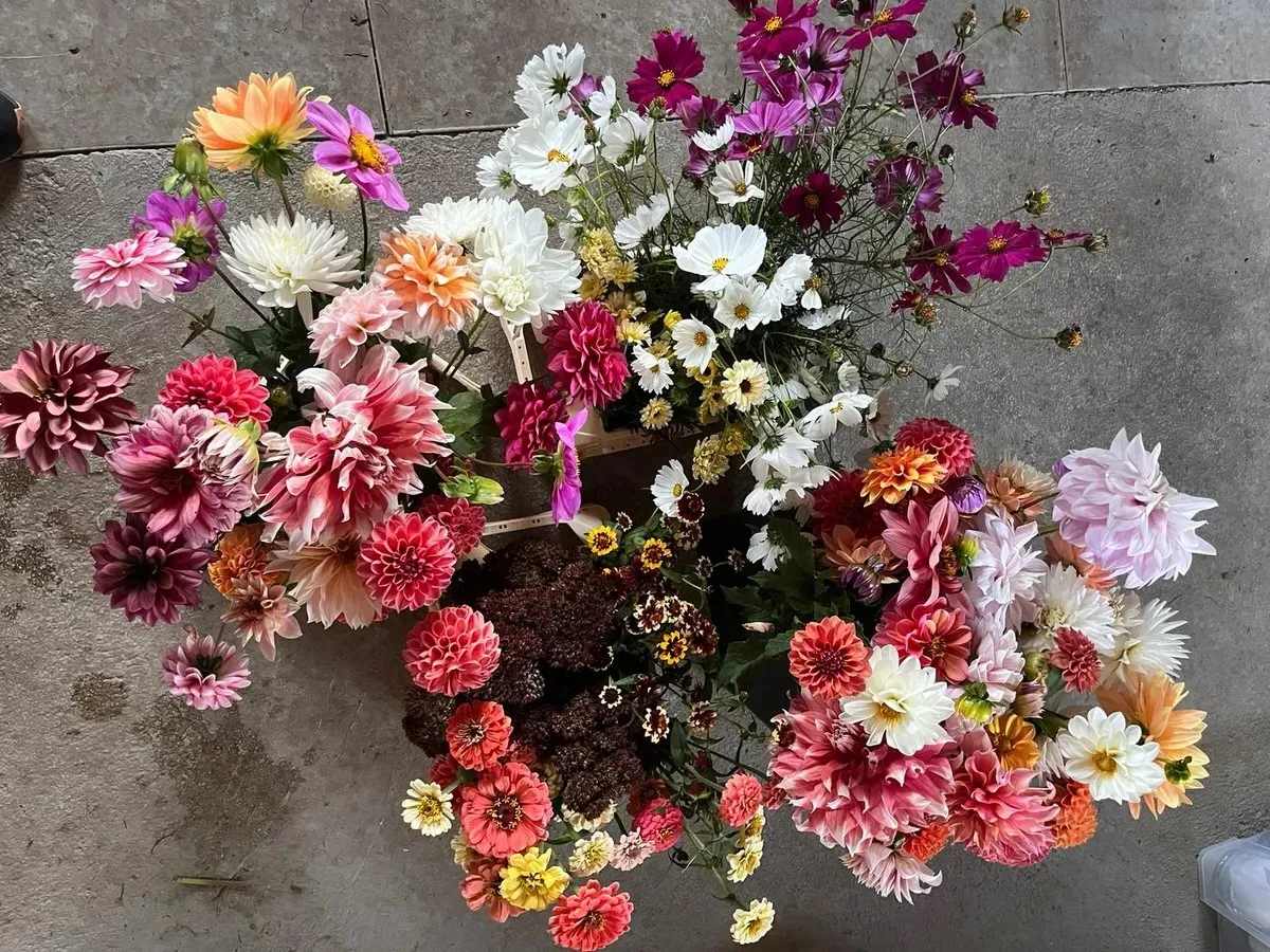 Composizione di fiori stagionali da taglio coltivati in modo sostenibile: dalie, cosmee e zinnie