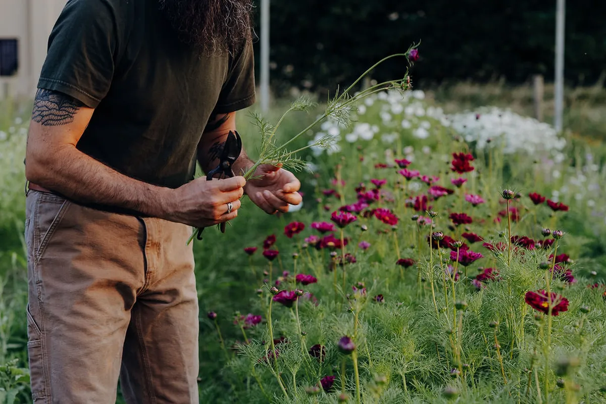 Raccolta manuale di fiori nel campo di Wild Flowers a Ferrara