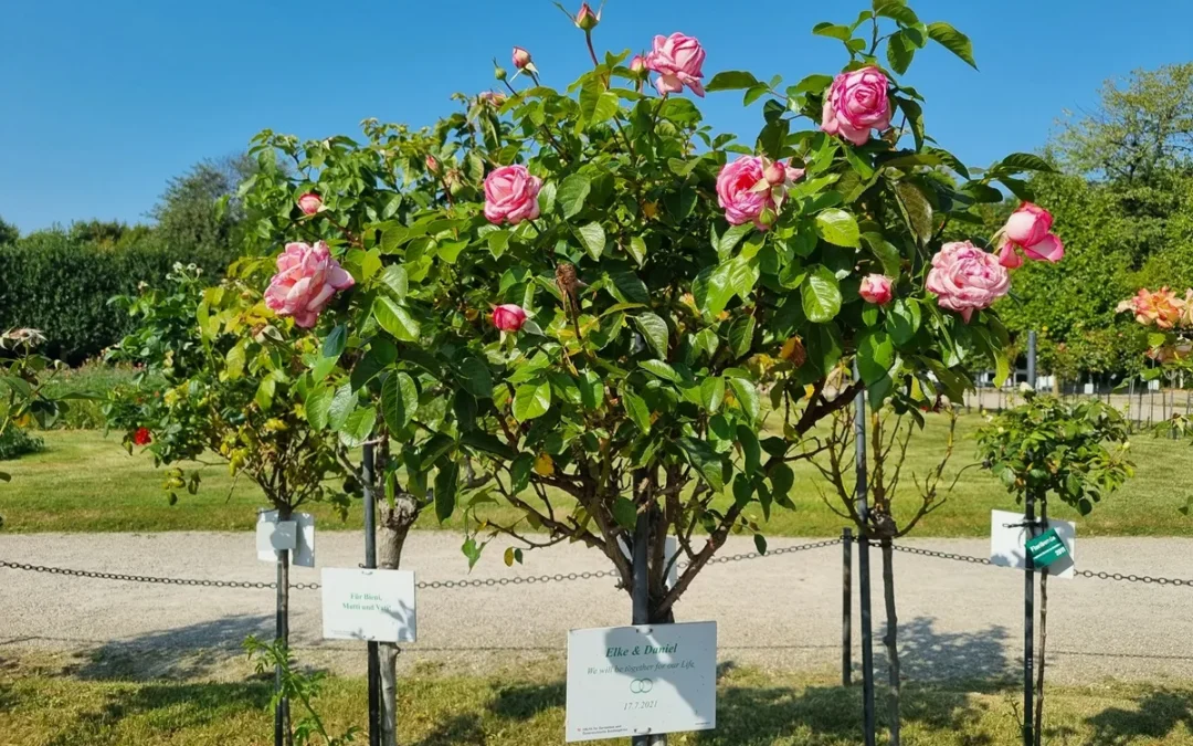 Per San Valentino, adotta una rosa a Vienna