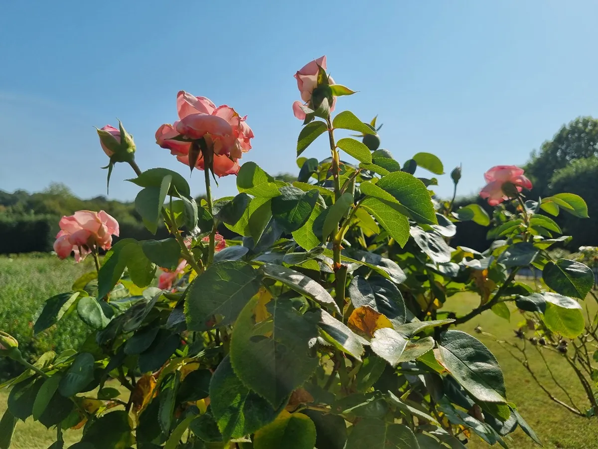 Rose rosa salmone in fiore con boccioli su arbusto nei giardini di Vienna