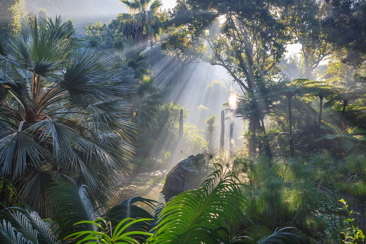Vegetazione tropicale con palme e felci attraversata da raggi di sole, Giardini La Mortella Ischia