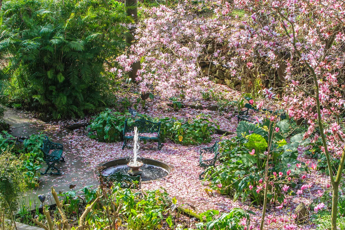 Fontana circondata da alberi in fiore rosa e felci, Giardini La Mortella Ischia