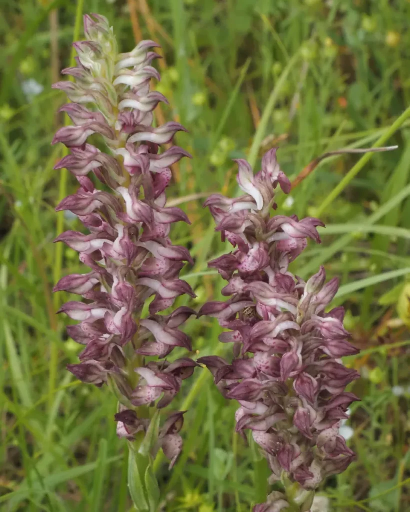Anacamptis coriophora in fiore, orchidea spontanea protetta nei prati del delta del Po