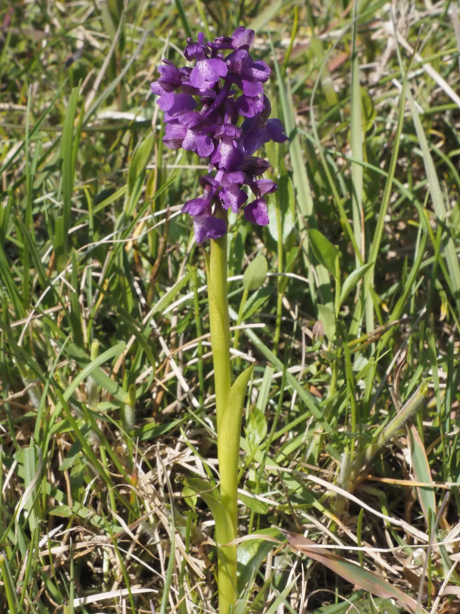 Anacamptis morio in fiore viola in prato, orchidea spontanea protetta delta del Po
