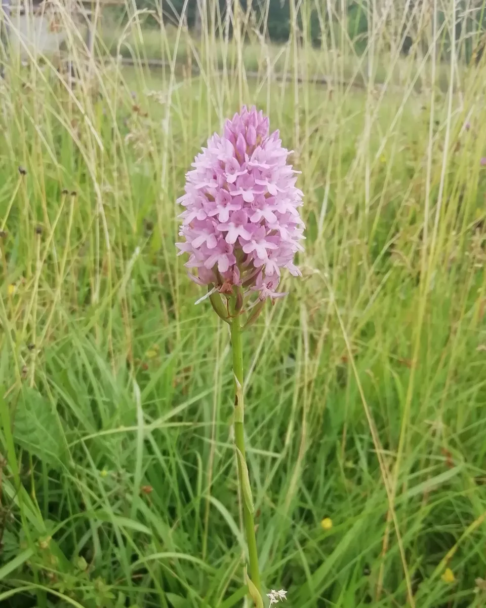 Anacamptis pyramidalis rosa in prato naturale, orchidea spontanea delta del Po