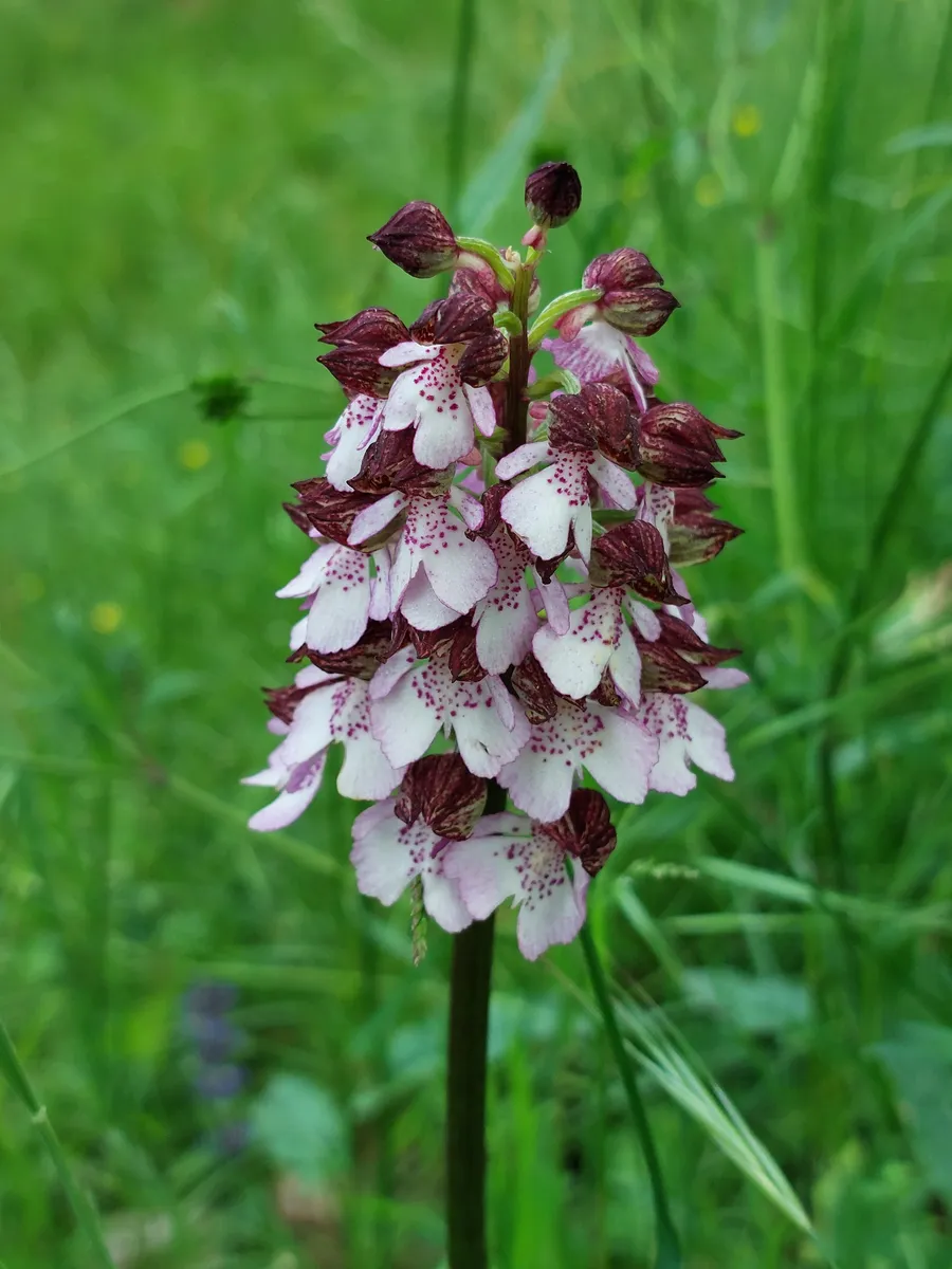 Orchis purpurea in fiore bianco e porpora, orchidea spontanea protetta delta del Po