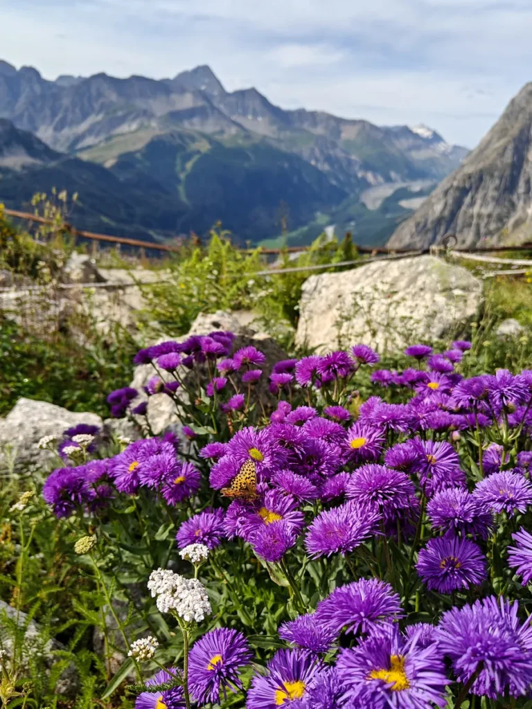 Un fitto cespuglio di aster alpini viola in piena fioritura con le montagne del massiccio del Monte Bianco sullo sfondo sfocato.