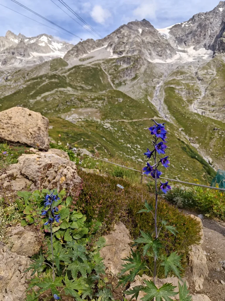Un alto stelo di Delphinium con fiori blu intenso che cresce lungo un sentiero sassoso nel Giardino Alpino Saussurea.