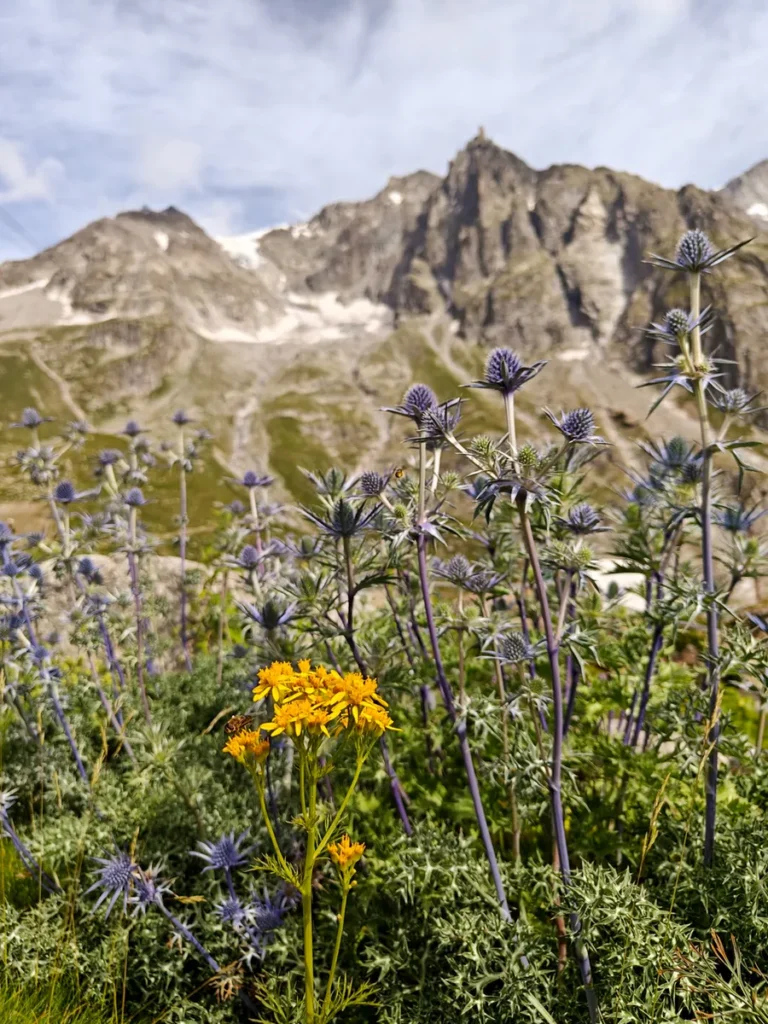 Infiorescenze blu di cardo alpino (Eryngium alpinum) e fiori gialli di Senecio in primo piano con le cime del Monte Bianco sullo sfondo.