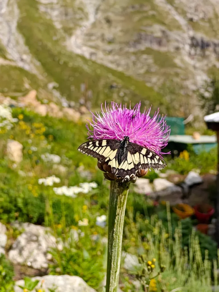 Una farfalla Macaone dalle ali gialle e nere posata su un fiore di cardo alpino di colore fucsia acceso.