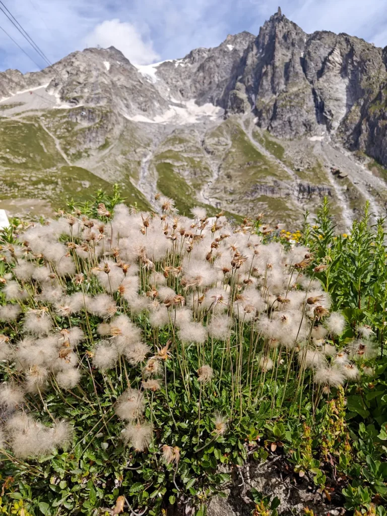 Primo piano di fiori alpini bianchi e piumosi con lo sfondo maestoso delle vette rocciose e dei ghiacciai del Monte Bianco.