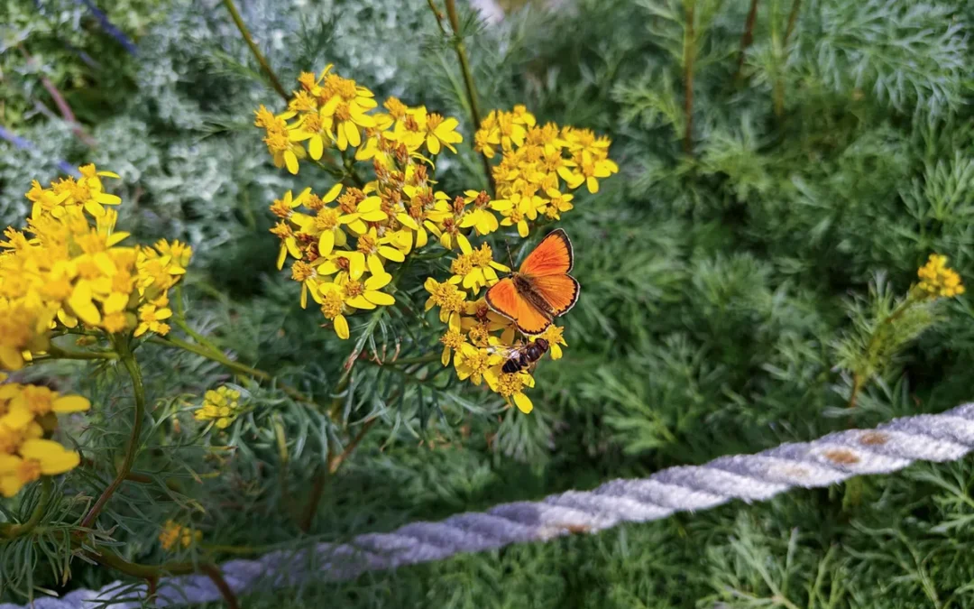 Saussurea, il giardino più alto d’Europa
