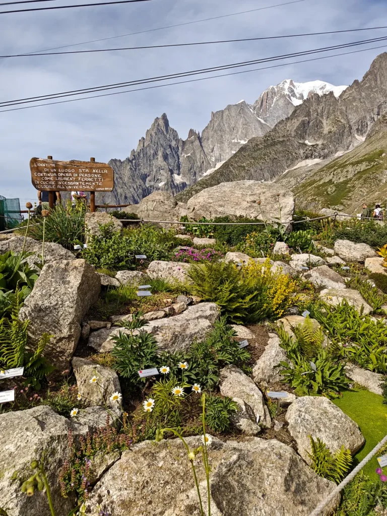 Veduta delle roccere del giardino Saussurea con cartelli didattici, felci e fiori bianchi, dominate dalle vette innevate del Monte Bianco.