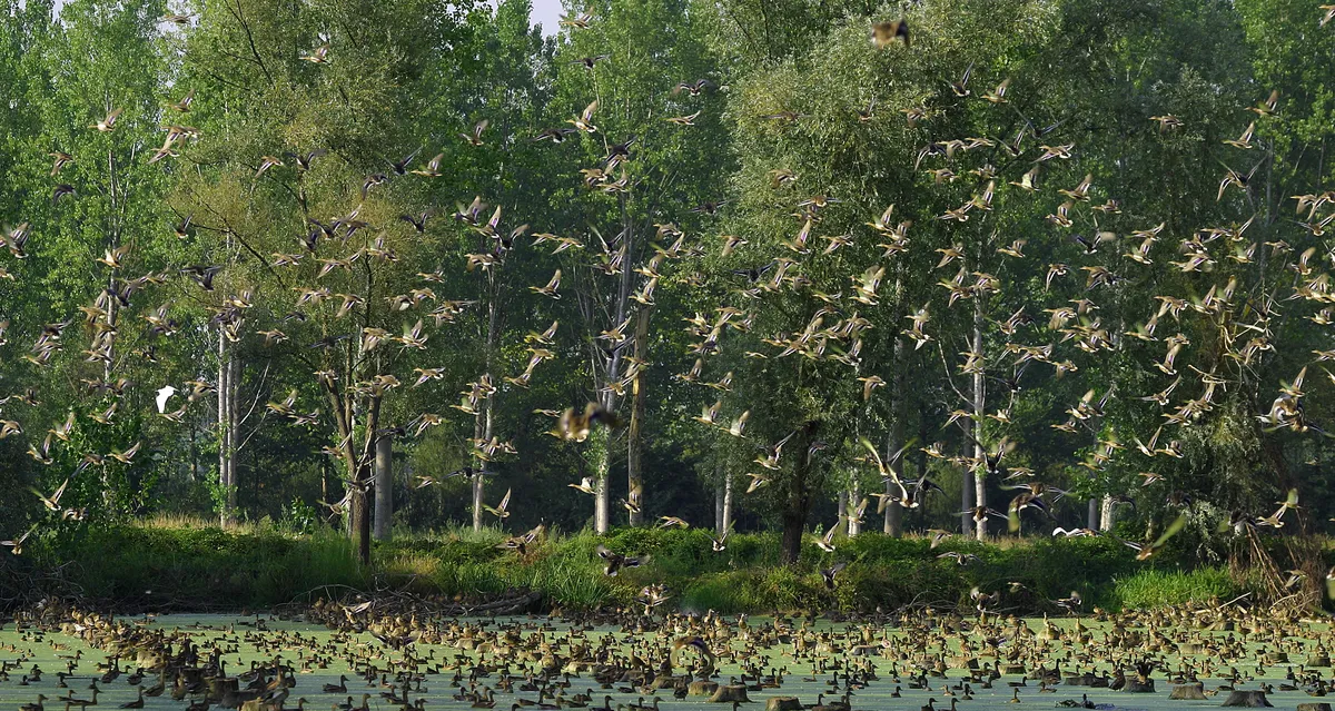 Centinaia di anatre in volo sopra uno specchio d'acqua circondato da pioppeti e fitta vegetazione.