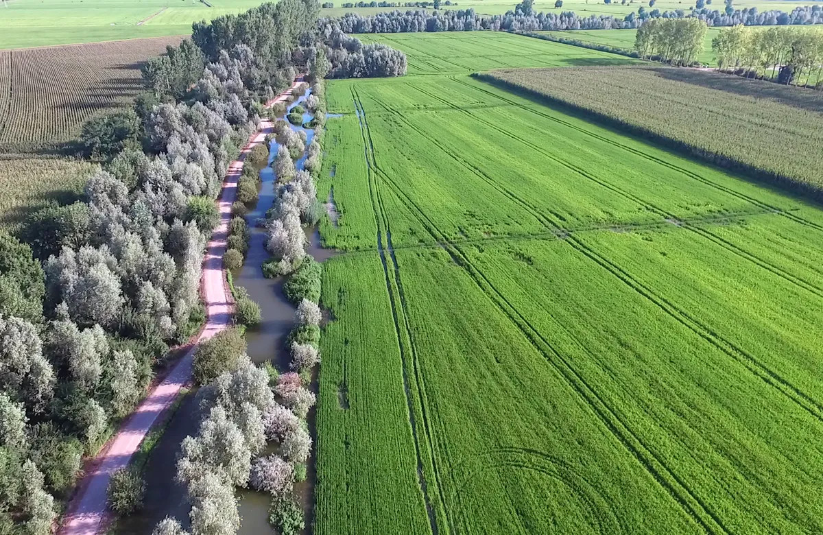 Filari di alberi e zone umide create artificialmente lungo il confine di un campo agricolo intensivo.
