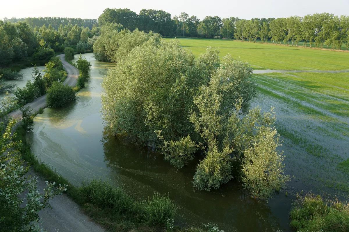 Primo piano dall'alto di un canale alberato che costeggia campi di riso allagati in Lombardia.