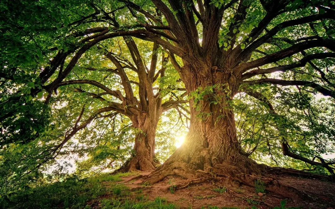 Cercatori di alberi monumentali, ovvero R.A.M.I.