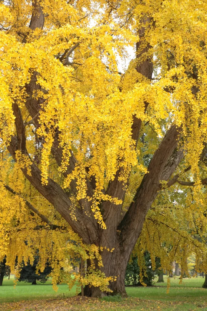 Grande esemplare di Ginkgo biloba monumentale con la chioma completamente colorata di giallo brillante, in un parco pubblico in autunno.
