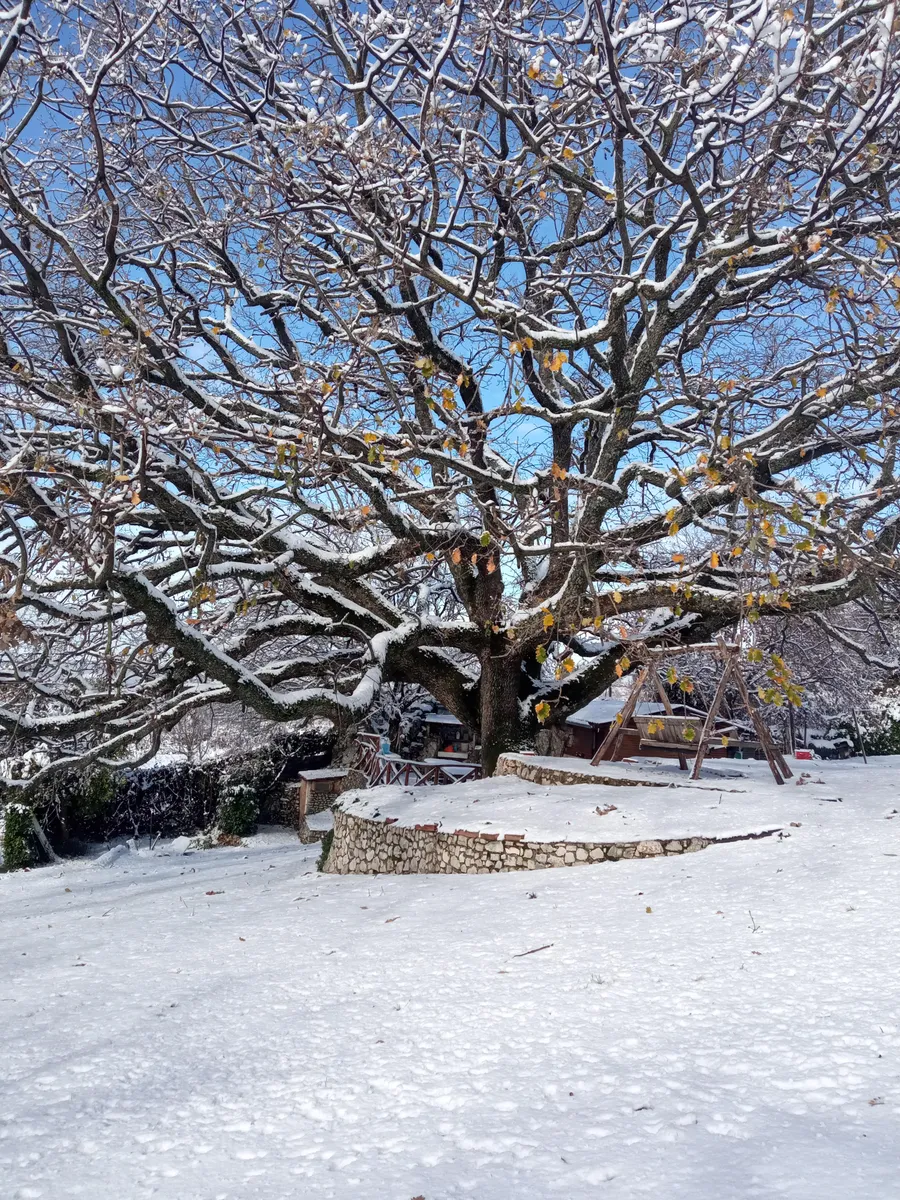 Grande quercia innevata con un'altalena appesa.