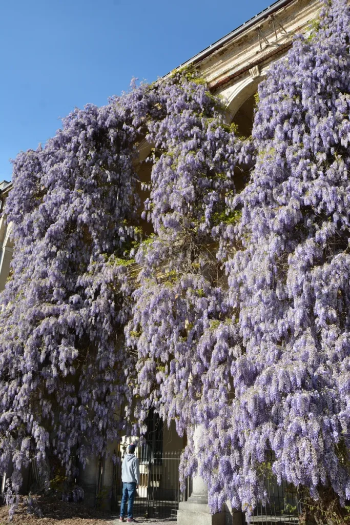 Cascata di glicine viola su facciata di edificio storico.