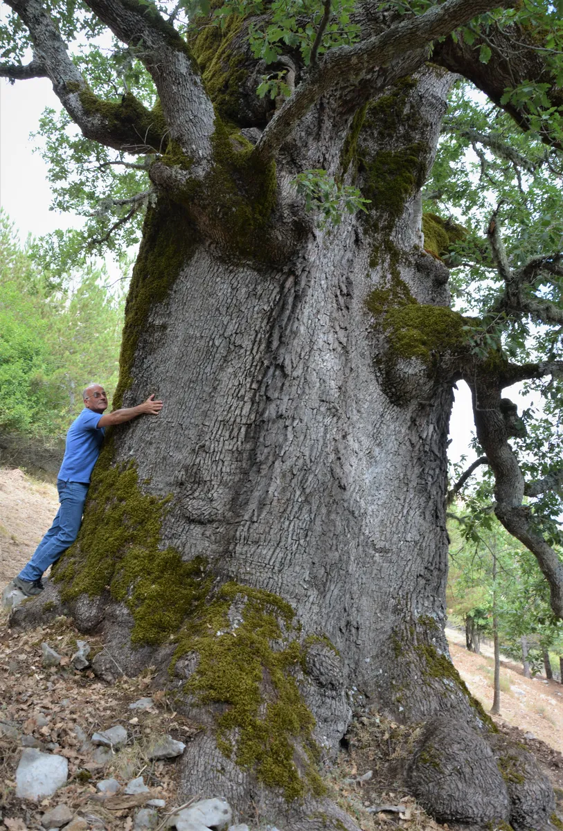 Un uomo abbraccia un tronco d'albero colossale.