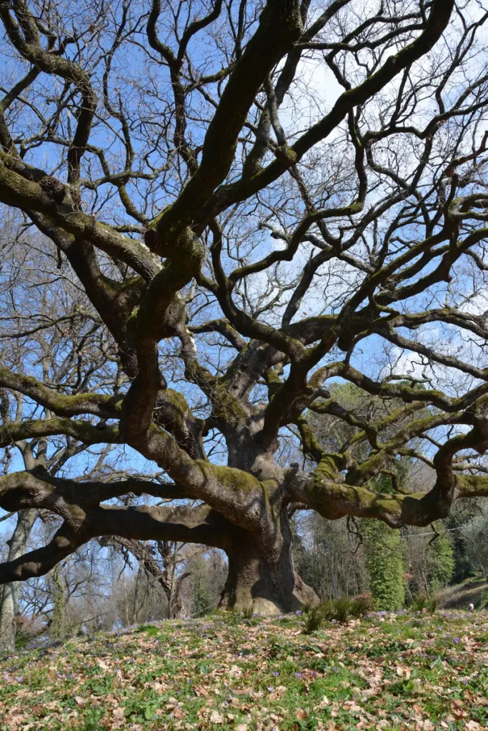 Inquadratura dal basso verso l'alto delle possenti ramificazioni di un albero secolare che si stagliano contro il cielo chiaro.