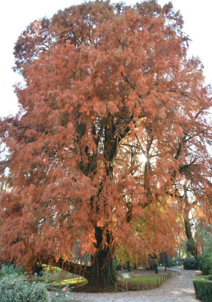 Grande albero di tassodio con chioma rosso mattone.