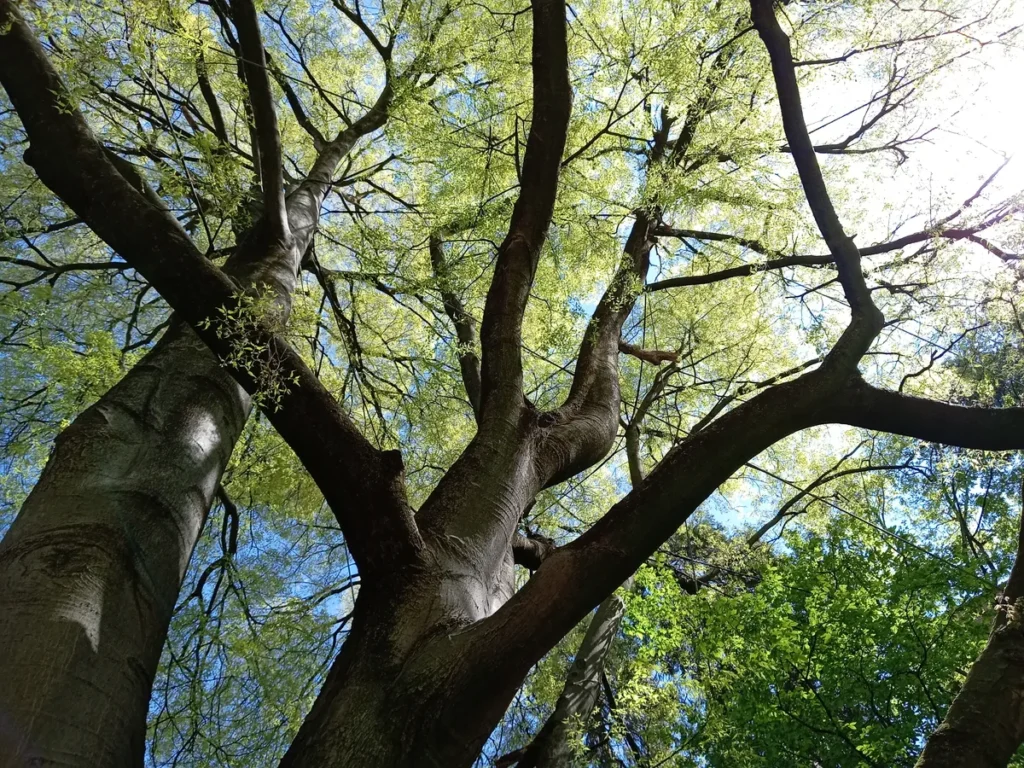 Inquadratura dal basso verso l'alto della chioma di un grande albero secolare, con i rami che si intrecciano contro il cielo azzurro e le foglie giovani illuminate dal sole.