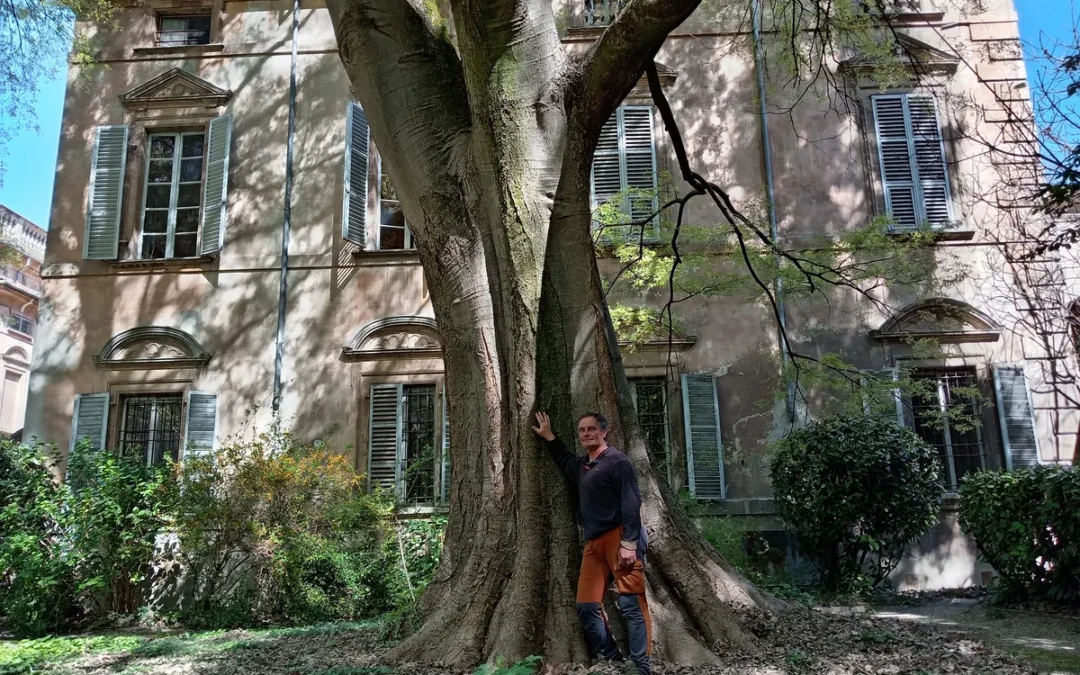 Il Barone Rampante e il bagolaro di Palazzo Scotti